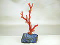 血赤珊瑚　枝　ミニ盆栽サイズ　オブジェ