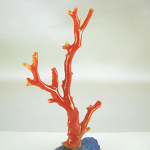 血赤珊瑚　枝　ミニ盆栽サイズ　オブジェ bd881 画像
