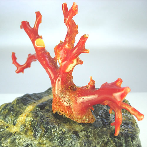 血赤珊瑚　枝　ミニ盆栽サイズ　オブジェ sb385 画像