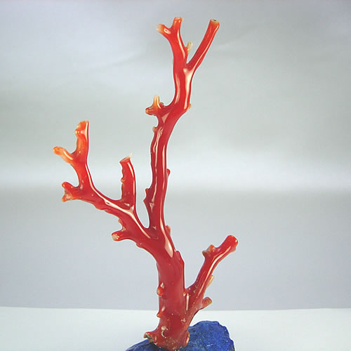 血赤珊瑚　枝　ミニ盆栽サイズ　オブジェ sb388 画像