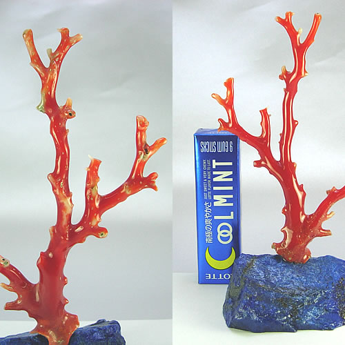 血赤珊瑚　枝　ミニ盆栽サイズ　オブジェ sb388 画像