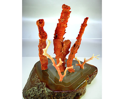 山珊瑚　枝　ミニ盆栽サイズ　オブジェ sb389 画像